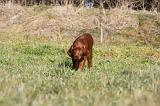 SETTER IRLANDAIS 312